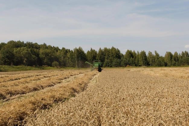 Máquina de colheitadeira verde no campo