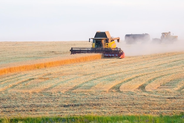 Máquina especial combina trabalhos e colheitas de trigo no campo Indústria alimentícia e agronomia