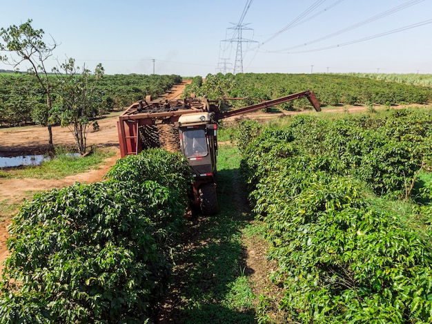 Máquina no campo colhendo café na plantação do Brasil.