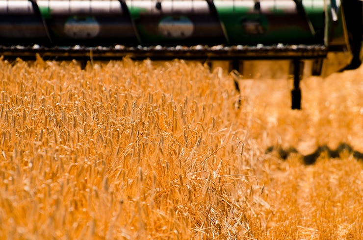 Foto la maquinaria agrícola recoge la cosecha de trigo amarillo en campo abierto en un día soleado y brillante