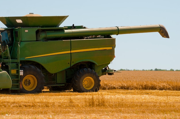 Maquinaria agrícola recoge cosecha de trigo amarillo en campo abierto