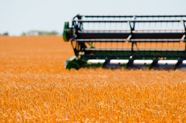 Foto máquinas agrícolas recolhem colheita de trigo amarelo em campo aberto em um dia ensolarado