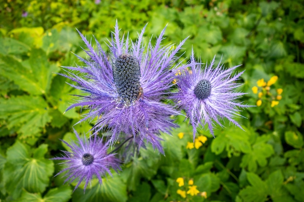 Mar alpino, acebo Eryngium alpinum, en el Parque Nacional de Vanoise, Savoie, Francia