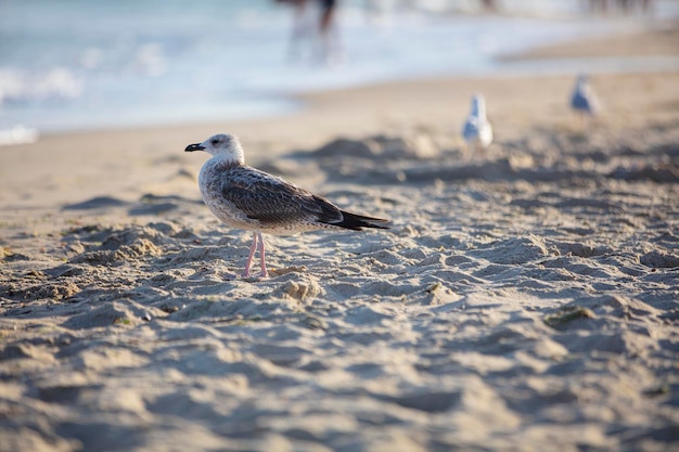 Mar de arena y una gaviota Una gaviota camina por la playa del océano Vacaciones de verano