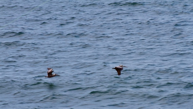 Foto mar y aves