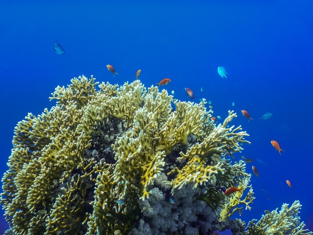 Mar azul profundo maravilhoso com corais e peixes no Egito