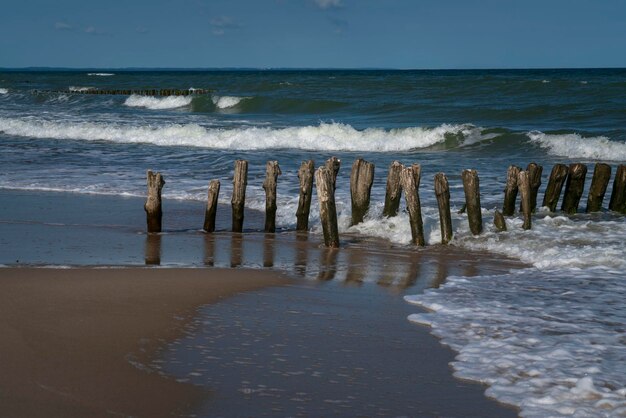 Mar Báltico e quebra-mares de madeira na praia de Curonian Spit em um dia de verão região de Kaliningrado Rússia