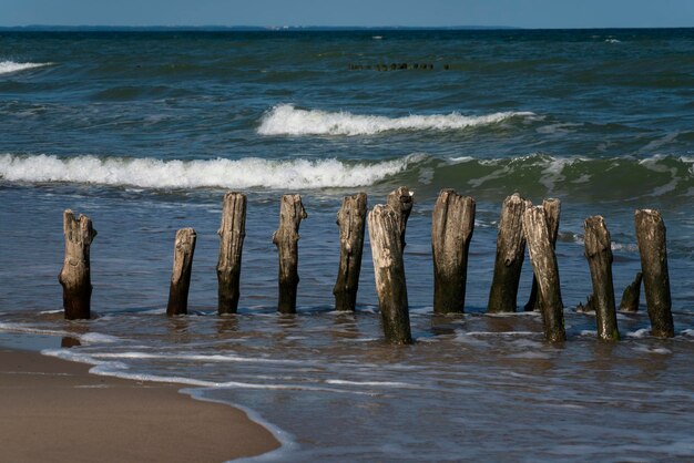 Mar Báltico e quebra-mares de madeira na praia de Curonian Spit em um dia de verão região de Kaliningrado Rússia