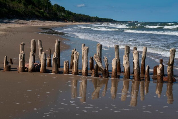 Mar Báltico y rompeolas de madera en la playa de Curonian Spit en un día de verano región de Kaliningrado Rusia