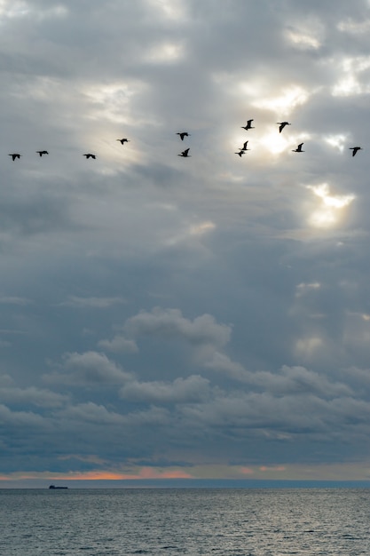 Mar calmo e céu azul com nuvens cirros brancas. O sol brilha nas nuvens. Um bando de pássaros voa no céu. Sensação de calma, frieza, relaxamento.