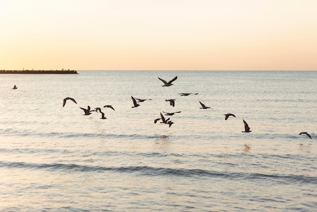 Foto mar calmo e grupo de pássaros