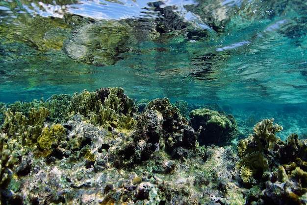 Mar Caribe, Belice, arrecife de coral de aguas poco profundas, coral de fuego - EXPLORACIÓN DE LA PELÍCULA