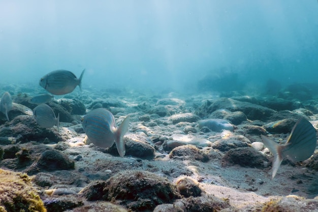 Mar claro de seixos subaquáticos com peixes nadando