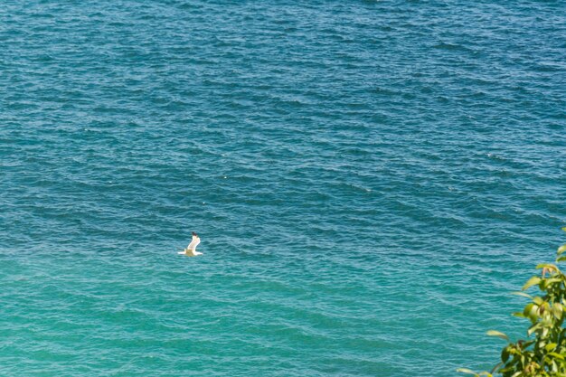 Mar com gaivota voando