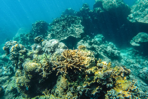 Bajo el mar corales y peces