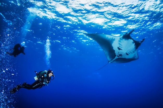 Mar de cortez, méxico, fevereiro de 2017: elegante manta ray flutua sob a água. stingray gigante do oceano se alimenta de plâncton. vida marinha subaquática no oceano azul. observação do mundo animal. aventura de mergulho