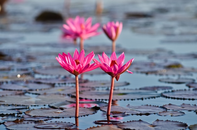 Mar de lótus vermelho ao nascer do sol luz do sol com lindo céu em Udon ThaniThailand conceito de lago Lotus