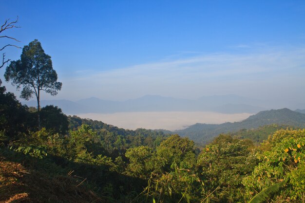 mar de neblina com florestas como primeiro plano