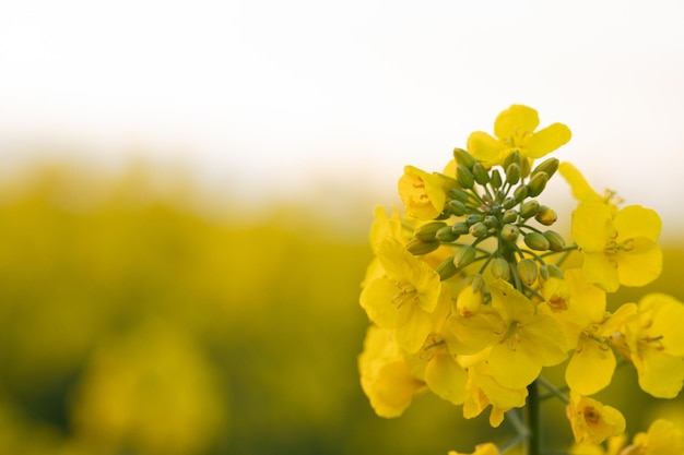 Mar dorado de flores de canola en el campo