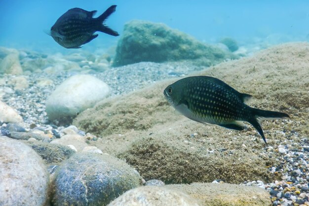 Bajo el mar, la luz del sol de la escena submarina, la vida submarina de los peces.