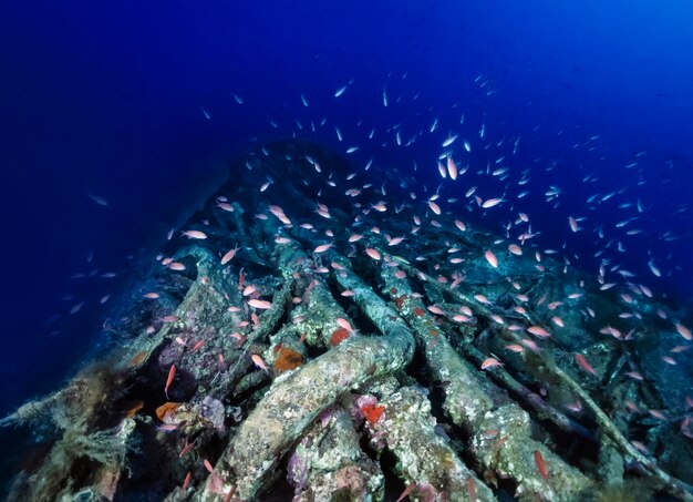 Mar Mediterráneo, Cerdeña, fotografía UW, buceo en naufragios, submarino hundido de la Segunda Guerra Mundial y una escuela de Anthias - ESCANEO DE PELÍCULA