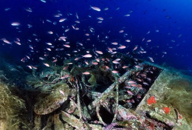 Mar Mediterráneo, Cerdeña, fotografía UW, buceo en naufragios, submarino hundido de la Segunda Guerra Mundial y una escuela de Anthias - ESCANEO DE PELÍCULA