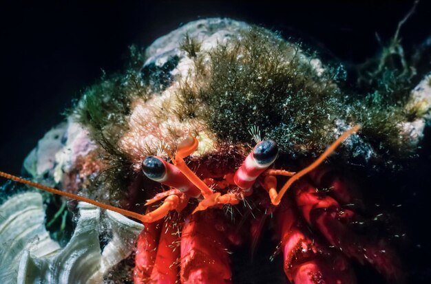 Mar Mediterráneo, foto UW, cangrejo ermitaño (Eupagurus bernhardus) - EXPLORACIÓN DE LA PELÍCULA