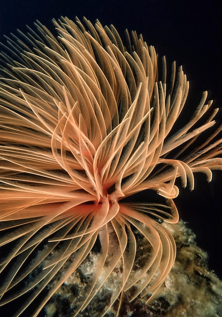 Foto mar mediterráneo, foto uw, espirógrafo (sabella spallanzanii) - escaneo de película