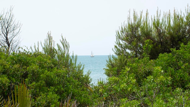 Mar Mediterráneo con un velero navegando enmarcado entre el dosel de pinos