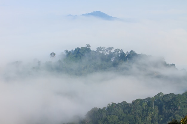 Mar de niebla con bosques como primer plano.