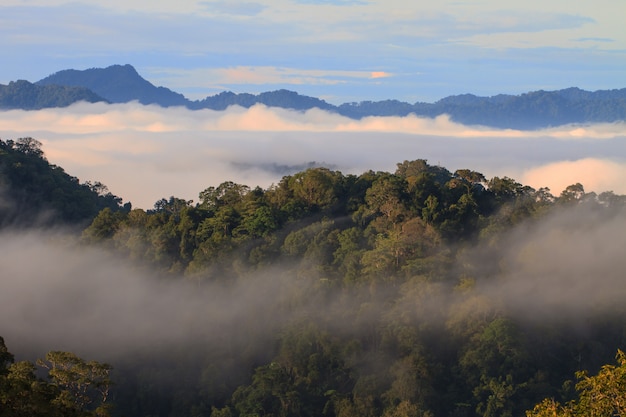 Mar de niebla con bosques como primer plano.