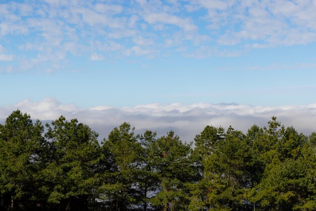 Mar de nubes sobre el bosque