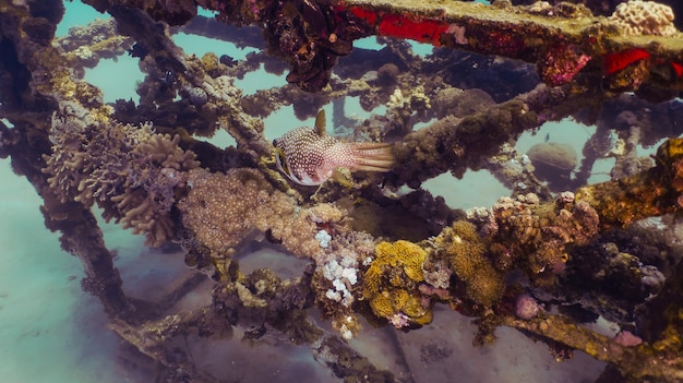 Mar rojo bajo el agua