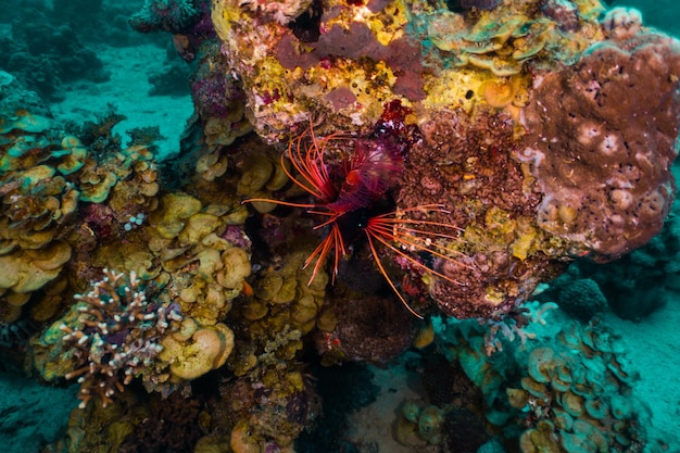 Mar rojo bajo el agua