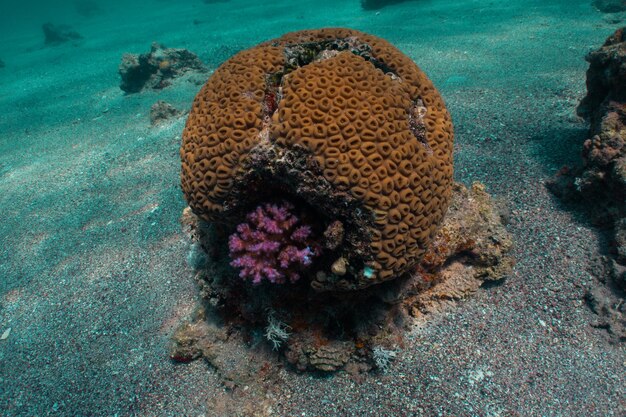 Mar rojo bajo el agua