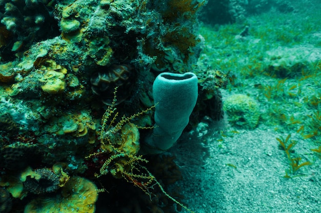 Mar rojo bajo el agua