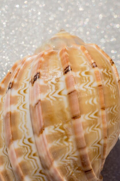 Mar Shell Macro