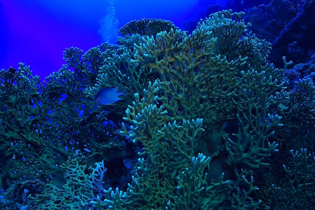 mar tropical fundo subaquático mergulho oceano