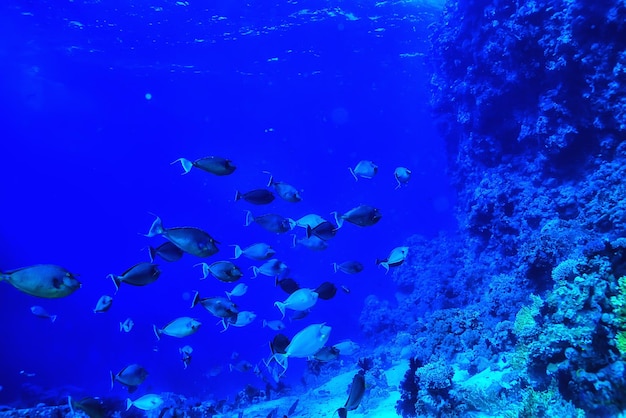 Foto mar tropical submarino de fondo buceo océano