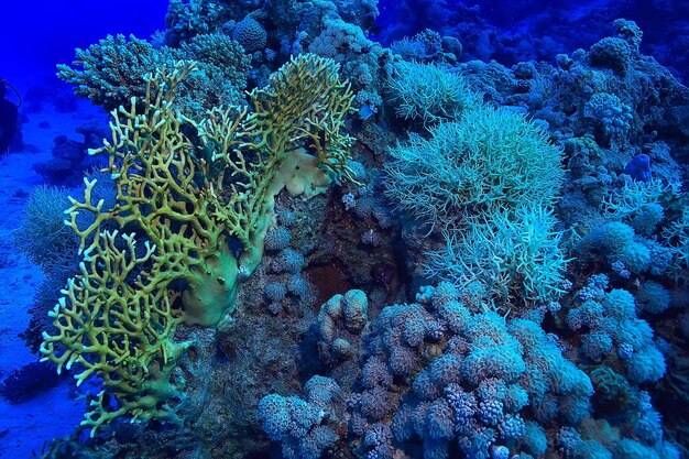mar tropical submarino de fondo buceo océano