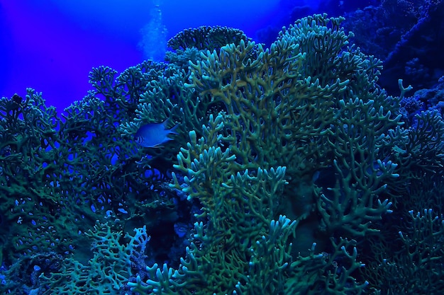 mar tropical submarino de fondo buceo océano