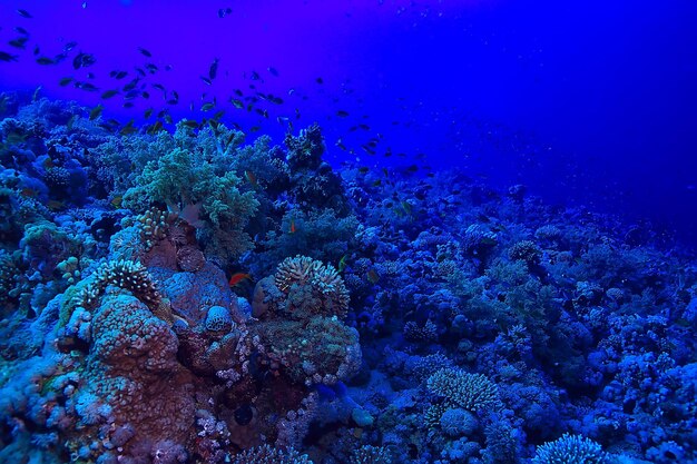 mar tropical submarino de fondo buceo océano