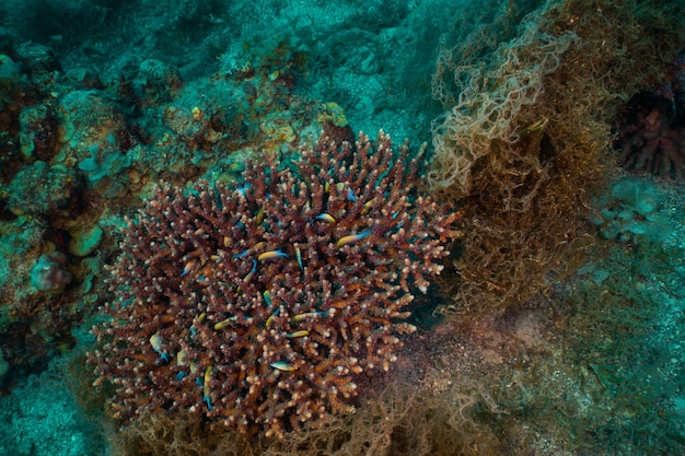 Foto mar vermelho subaquático