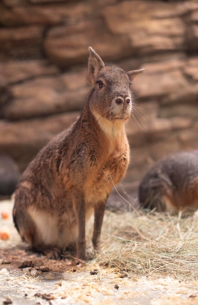 Mara da patagônia em fundo desfocado. roedor animal