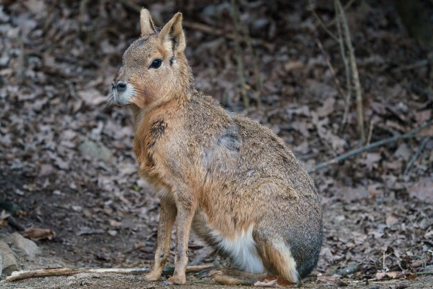 Mara patagónica descansando en el suelo Dolichotis patagonum