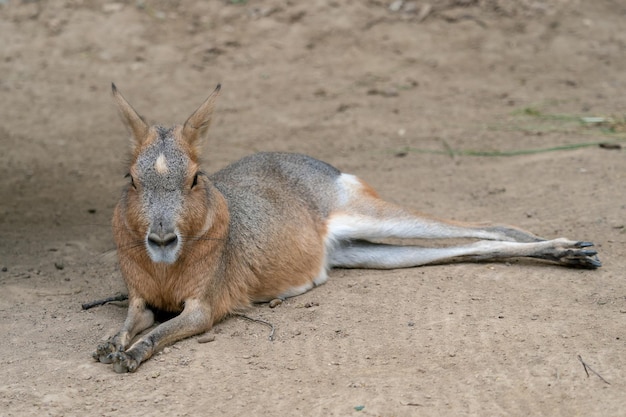 Mara patagónica descansando en el suelo Dolichotis patagonum