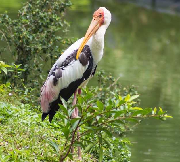 Marabou im Zoo