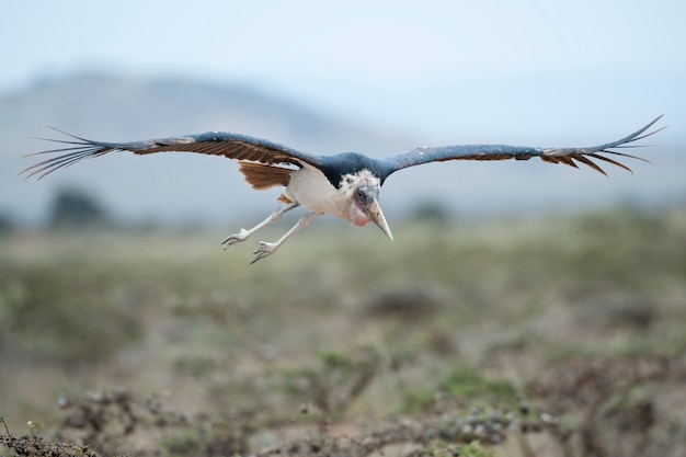 Marabou Stork Flying