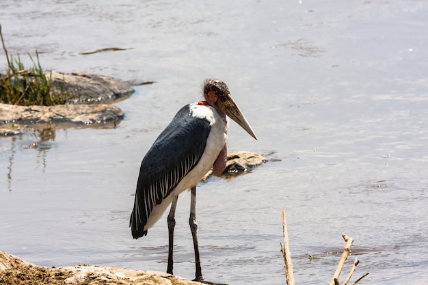 Marabu en la orilla del río. Masai Mara, Kenia