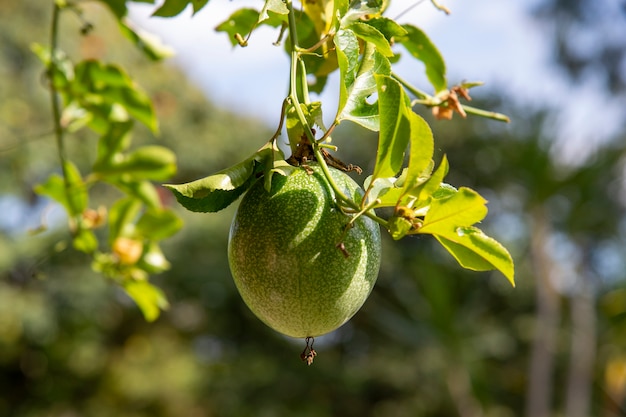 Maracujá ou passiflora edulis, maracujá comum, jambhool, no pomar isolado